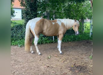 Paint-häst, Sto, 8 år, 148 cm, Pinto