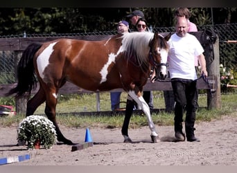 Paint-häst, Sto, 8 år, 151 cm, Overo-skäck-alla-färger