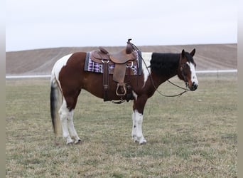 Paint-häst, Sto, 8 år, 152 cm, Pinto