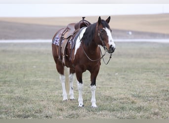 Paint-häst, Sto, 8 år, 152 cm, Pinto