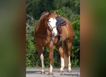 Paint-häst, Sto, 8 år, 154 cm, Overo-skäck-alla-färger