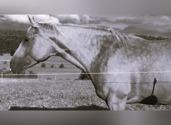 Paint-häst, Sto, 8 år, 155 cm, Palomino