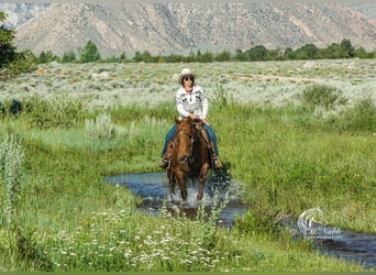 Paint-häst, Sto, 9 år, 145 cm, Fux