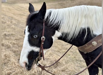 Paint-häst, Sto, 9 år, 145 cm, Pinto