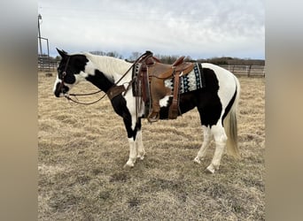Paint-häst, Sto, 9 år, 145 cm, Pinto