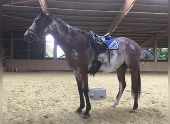 Paint-häst, Sto, 9 år, 151 cm, Overo-skäck-alla-färger