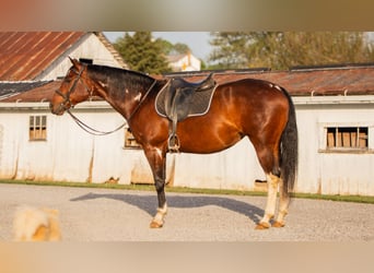 Paint-häst, Sto, 9 år, 155 cm, Pinto