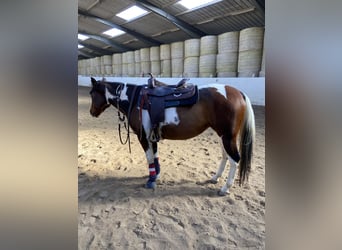 Paint-häst, Sto, 9 år, 155 cm, Tobiano-skäck-alla-färger