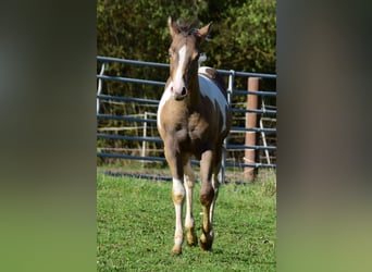 Paint Horse, Stute, Fohlen (05/2024), 150 cm, Champagne