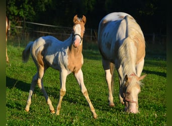 Paint Horse, Stute, Fohlen (06/2024), 150 cm, Champagne