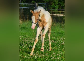 Paint Horse, Stute, Fohlen (06/2024), 150 cm, Champagne