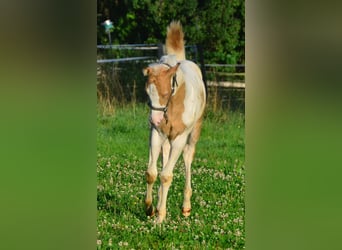 Paint Horse, Stute, Fohlen (06/2024), 150 cm, Champagne