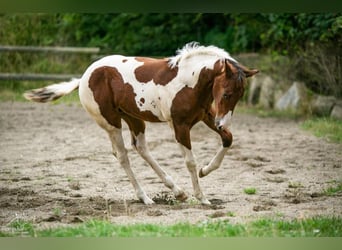 Paint-häst, Sto, Föl (04/2024), 152 cm, Tobiano-skäck-alla-färger