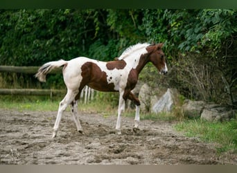 Paint-häst, Sto, Föl (04/2024), 152 cm, Tobiano-skäck-alla-färger