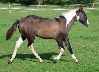 Paint Horse, Stute, Fohlen (05/2024), 154 cm, Grullo