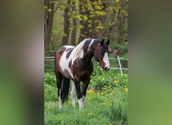 Paint-häst Blandning, Sto, Föl (01/2024), 156 cm, Pinto