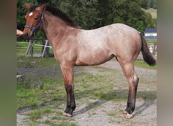Paint-häst, Sto, Föl (03/2023), 158 cm, Brunskimmel