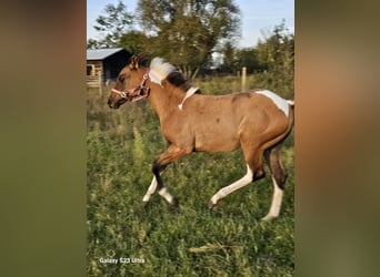 Paint Horse Blandning, Stute, Fohlen (06/2024), 158 cm