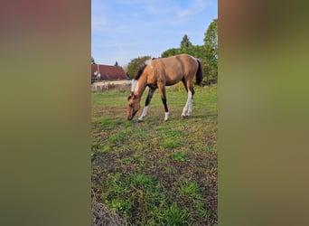 Paint Horse Blandning, Stute, Fohlen (06/2024), 158 cm