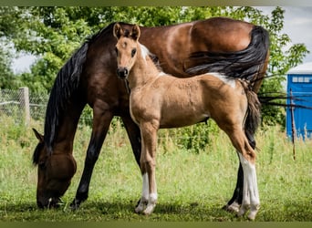 Paint Horse Blandning, Stute, Fohlen (06/2024), 158 cm