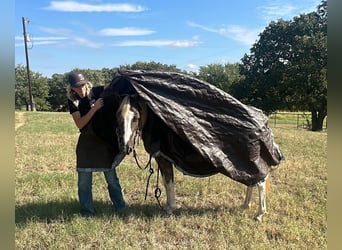 Paint-häst, Valack, 10 år, 135 cm, Tobiano-skäck-alla-färger