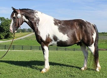 Paint-häst, Valack, 10 år, 147 cm, Tobiano-skäck-alla-färger