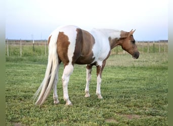 Paint-häst, Valack, 10 år, 150 cm, Tobiano-skäck-alla-färger