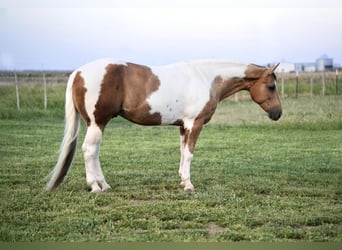 Paint-häst, Valack, 10 år, 150 cm, Tobiano-skäck-alla-färger