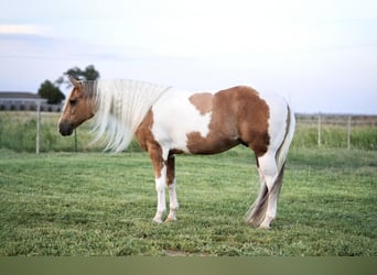 Paint-häst, Valack, 10 år, 150 cm, Tobiano-skäck-alla-färger