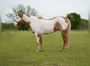 Paint-häst, Valack, 10 år, 152 cm, Pinto
