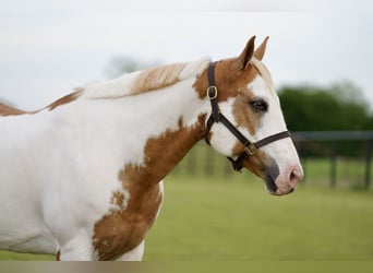 Paint-häst, Valack, 10 år, 152 cm, Pinto