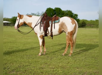 Paint-häst, Valack, 10 år, 152 cm, Pinto