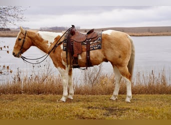 Paint-häst, Valack, 10 år, 155 cm, Pinto