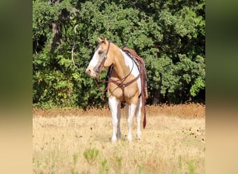 Paint-häst Blandning, Valack, 10 år, 155 cm
