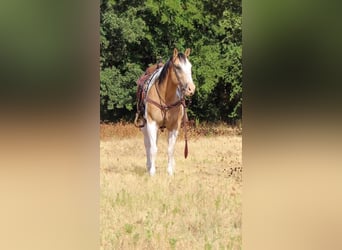 Paint-häst Blandning, Valack, 10 år, 155 cm