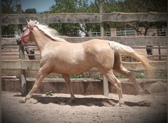 Paint-häst, Valack, 10 år, 165 cm, Palomino