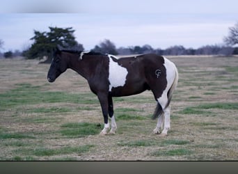 Paint-häst, Valack, 11 år, 140 cm