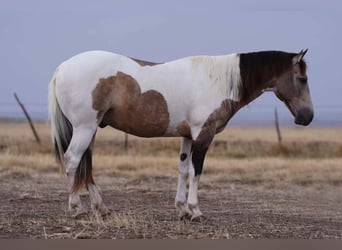Paint-häst, Valack, 11 år, 142 cm, Gulbrun