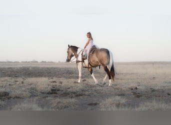 Paint-häst, Valack, 11 år, 142 cm, Gulbrun