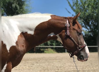 Paint-häst, Valack, 11 år, 143 cm, Pinto