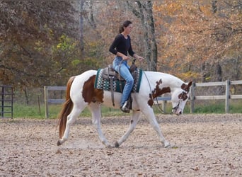 Paint-häst, Valack, 11 år, 147 cm, Fux