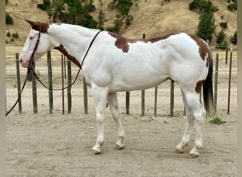 Paint-häst, Valack, 11 år, 150 cm, Overo-skäck-alla-färger