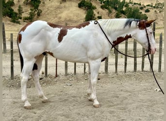 Paint Horse, Wallach, 11 Jahre, 150 cm, Overo-alle-Farben