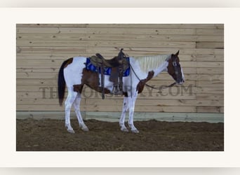 Paint-häst, Valack, 11 år, 150 cm, Tobiano-skäck-alla-färger