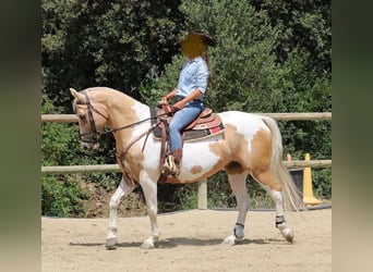 Paint-häst, Valack, 11 år, 151 cm, Palomino