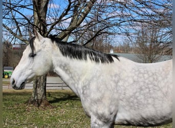 Paint-häst, Valack, 11 år, 152 cm, Gråskimmel