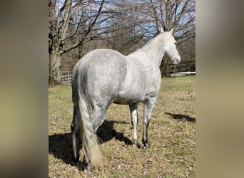 Paint-häst, Valack, 11 år, 152 cm, Gråskimmel
