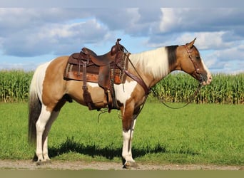 Paint-häst Blandning, Valack, 11 år, 152 cm, Gulbrun