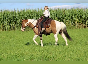 Paint-häst Blandning, Valack, 11 år, 152 cm, Gulbrun
