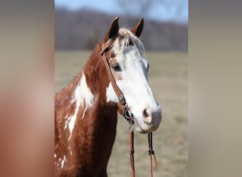 Paint-häst, Valack, 11 år, 155 cm, Overo-skäck-alla-färger